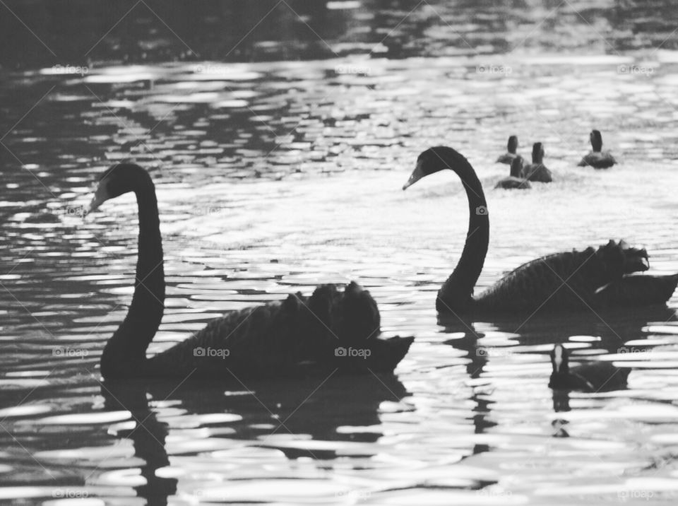 Swan silhouettes 