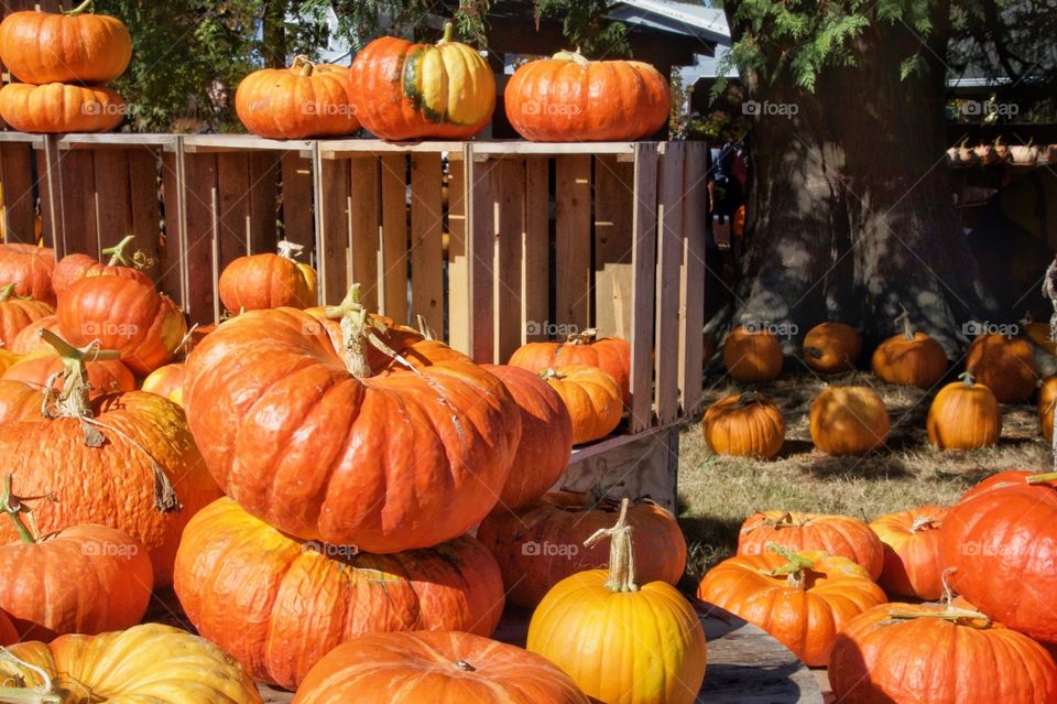 Beautiful pumpkins