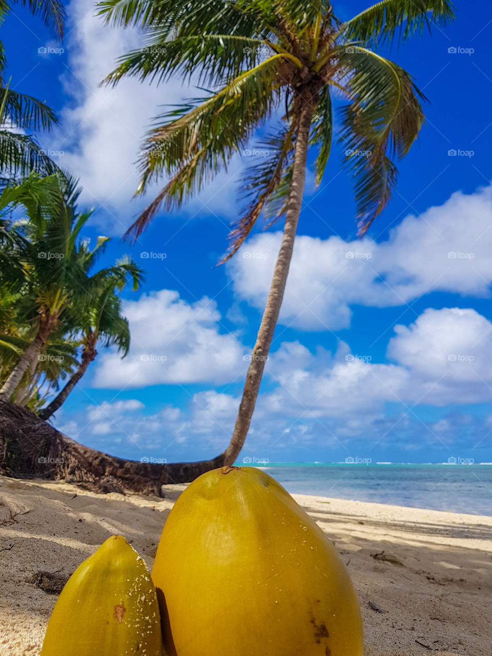 coconut on the beach