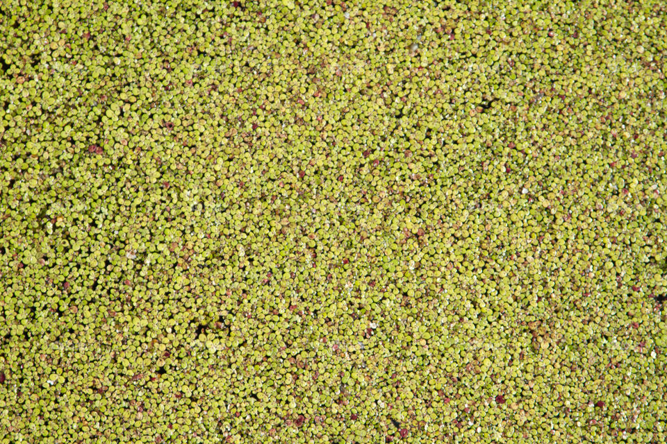 algae on a pond