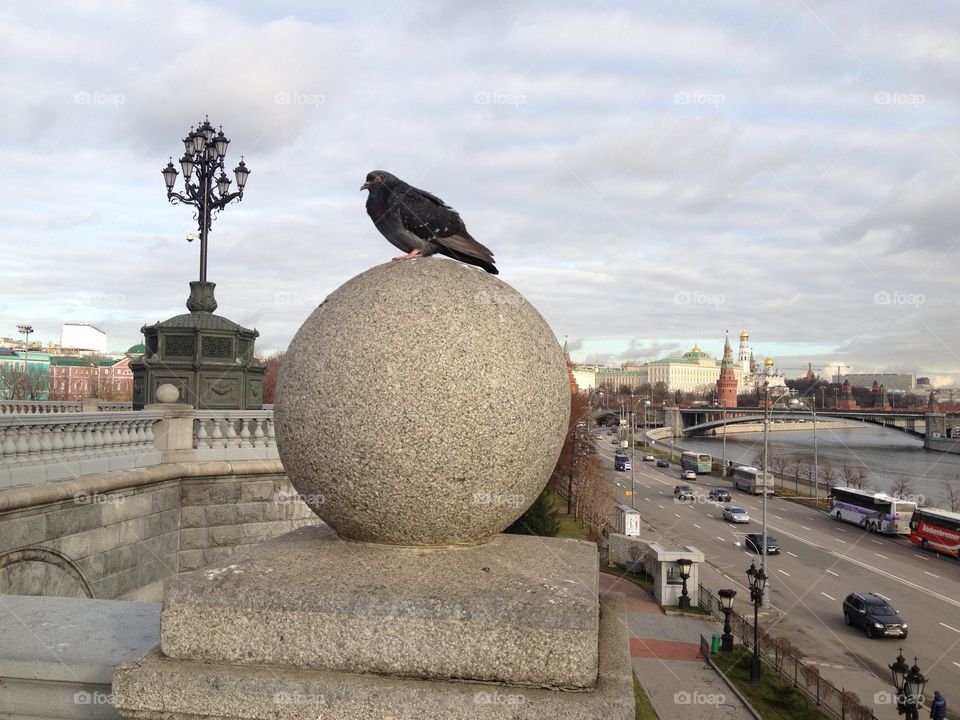 Pigeon in the city. View of Moscow 