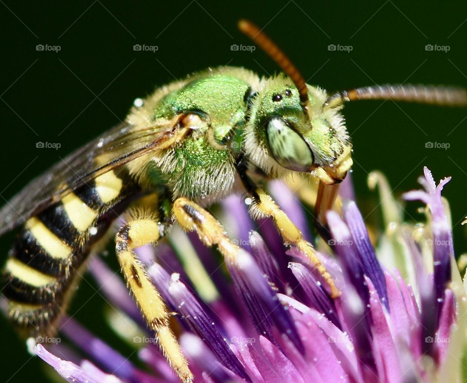 Closeup of green bee
