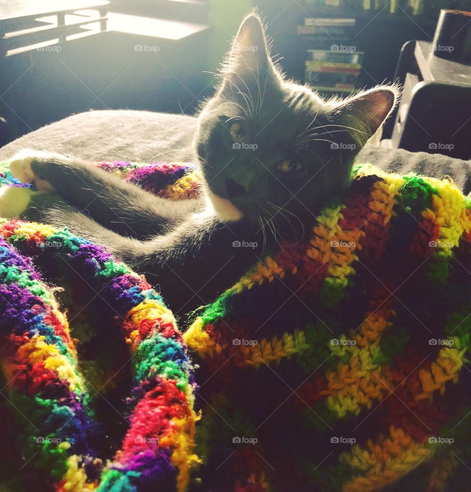 Cat Under A Blanket