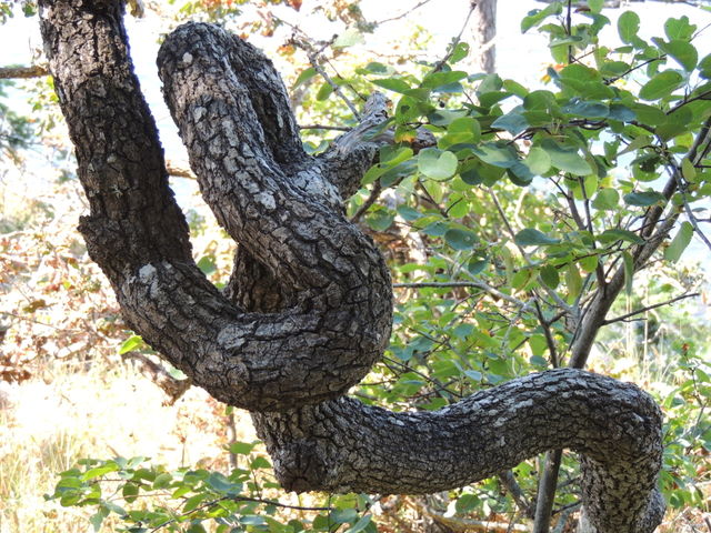 Garry Oak