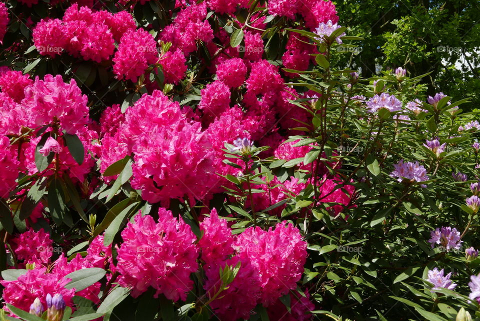 Red flowers in springtime