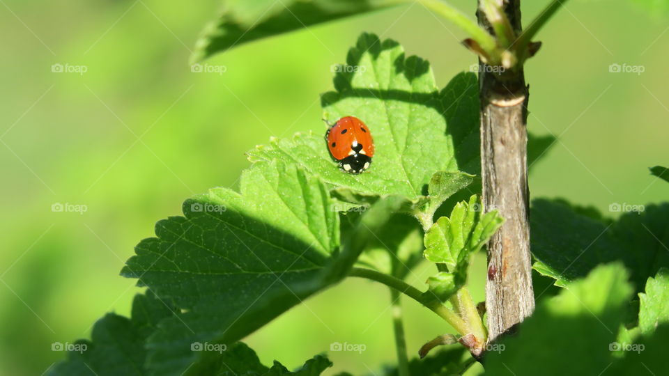 Ladybird in green