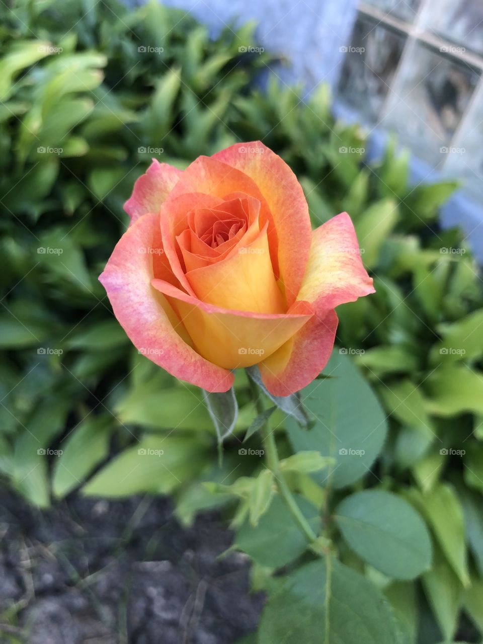Beautiful two colored rose