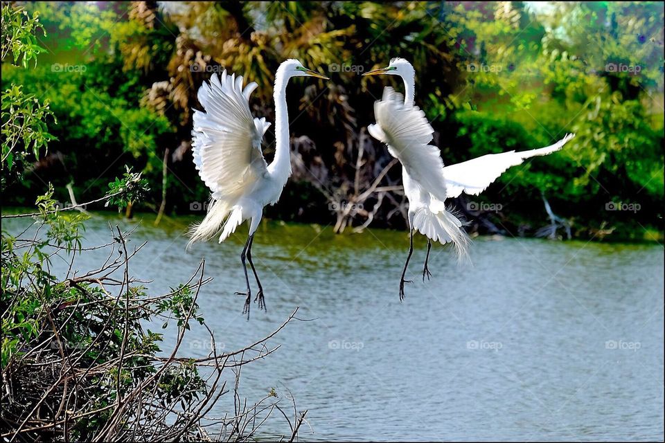 Courtship ship dance between 2 Great White Egrets.