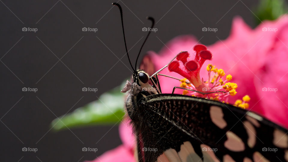 Black and yellow citrus butterfly on a pink hibiscus flower