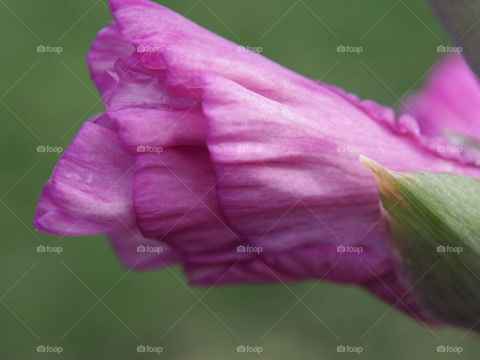 A purple flower bud ready to bloom contrasted with the green of nature in the spring. 