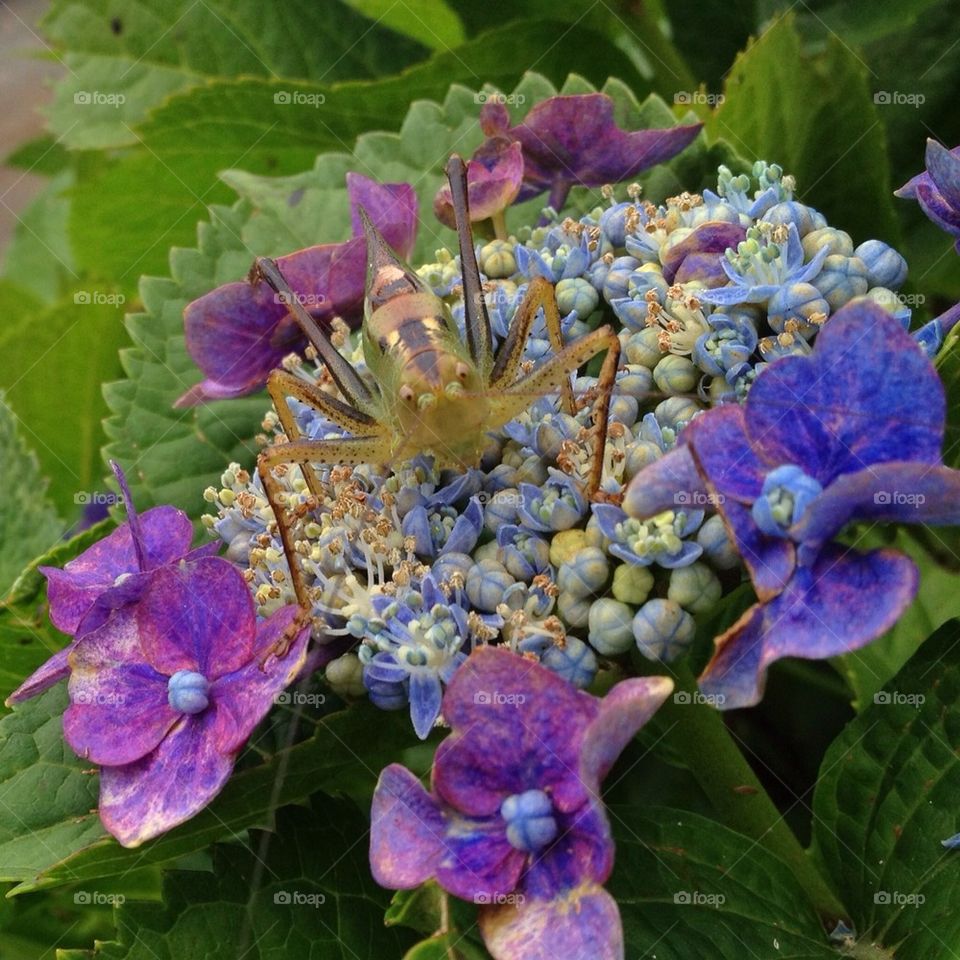 Grasshopper on a hydrangea