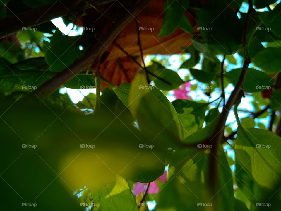 spending times with tree means close to nature