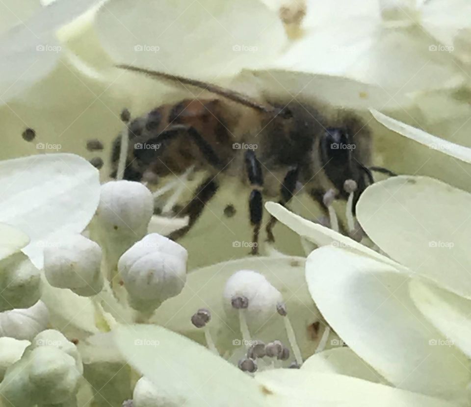 Bee in Hydrangeas 