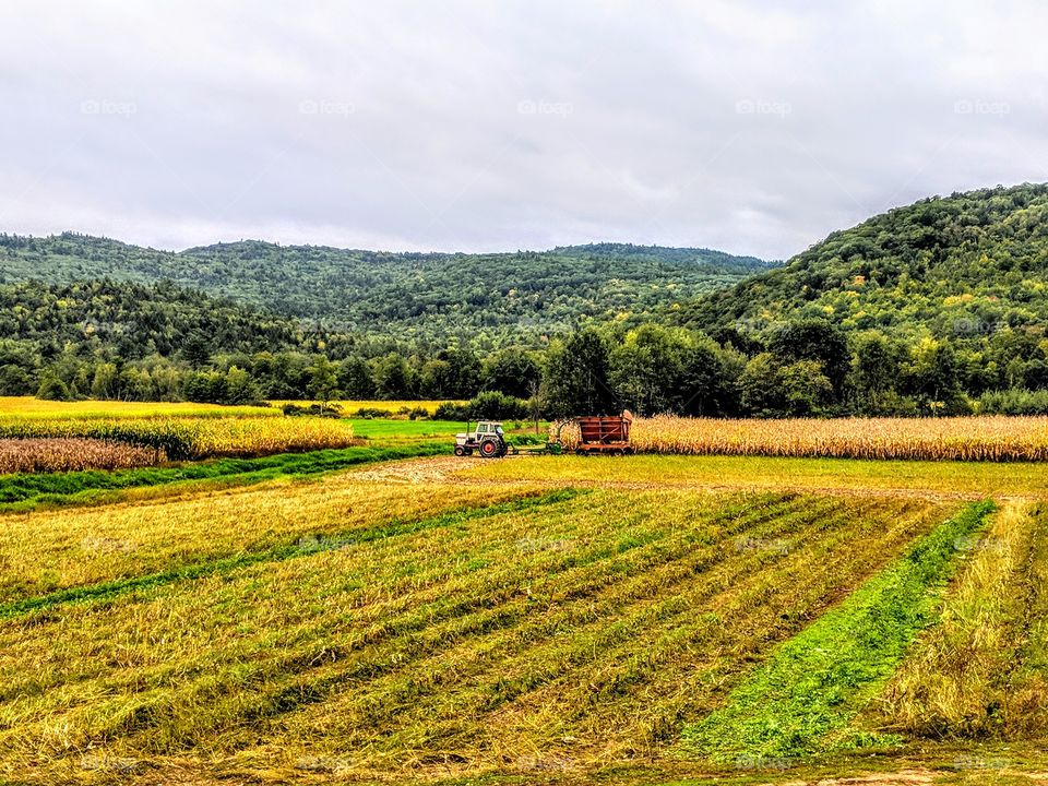 harvesting corn for cows