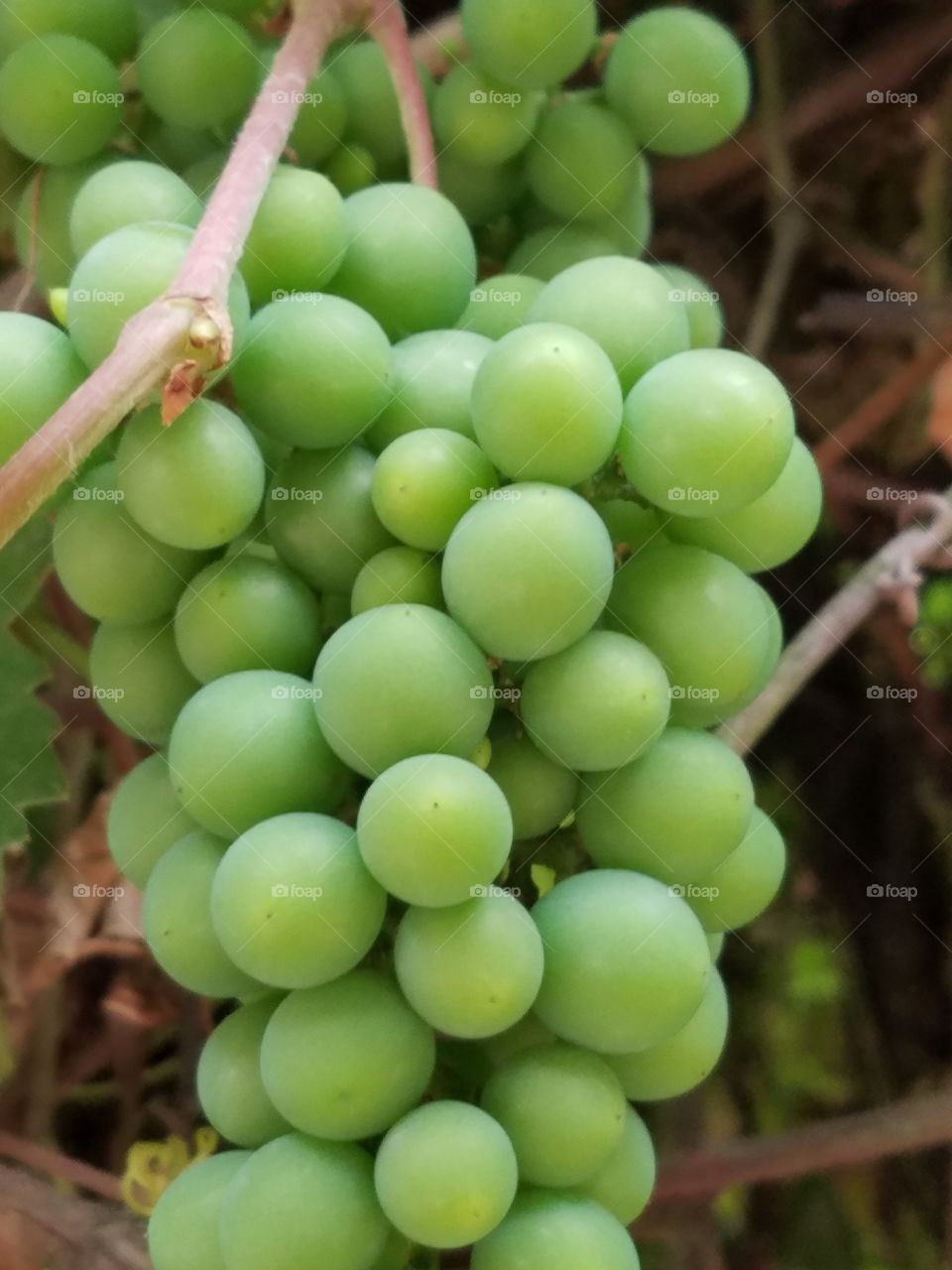 grapes
