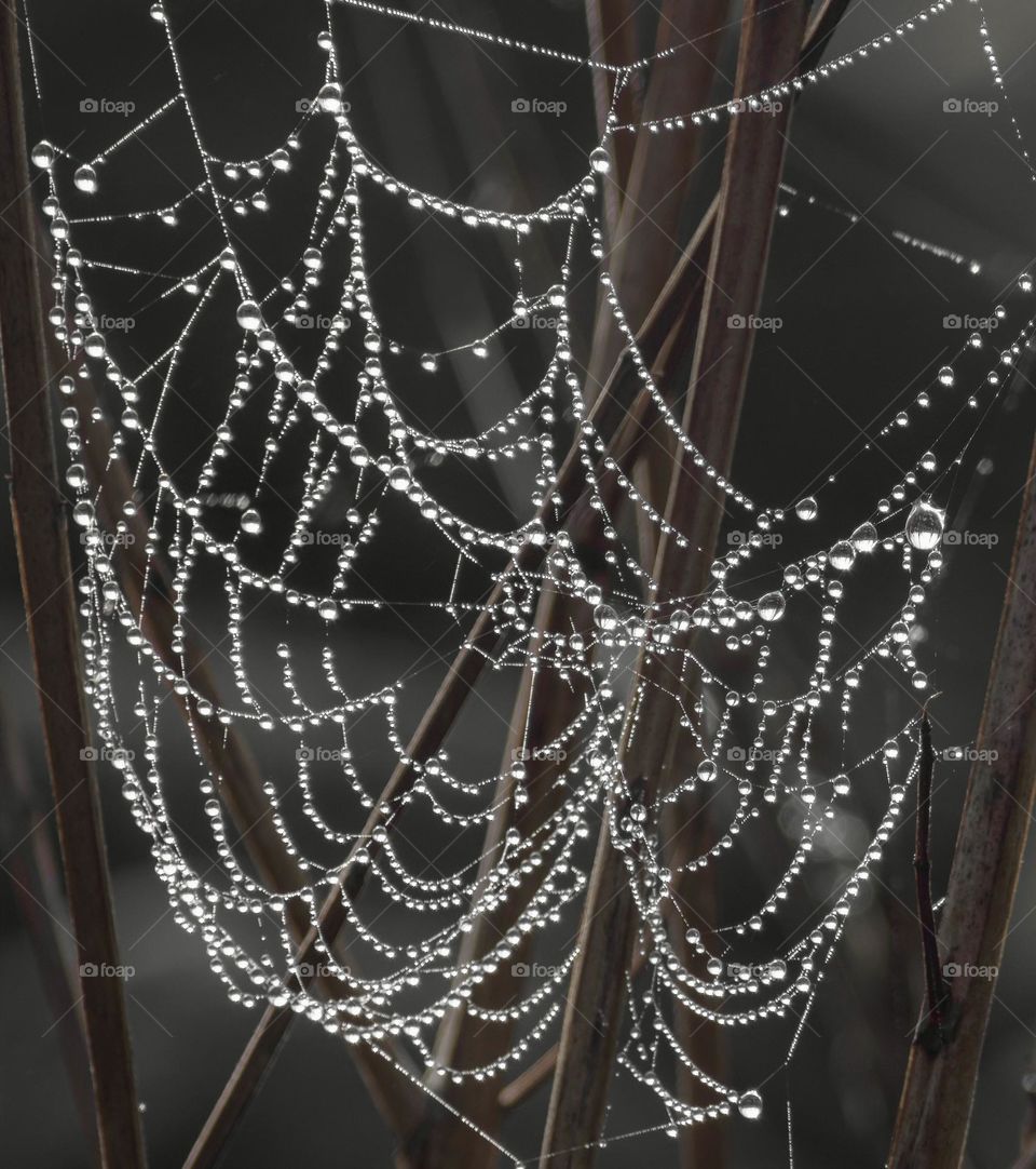 A cobweb covered in droplets of morning dew