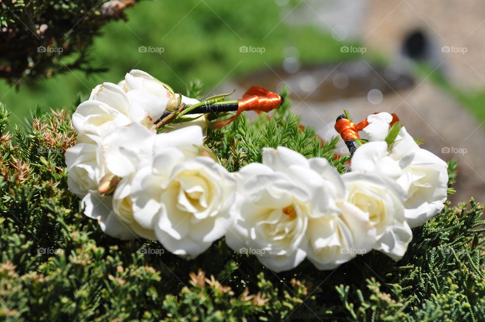 Beautiful white roses crown