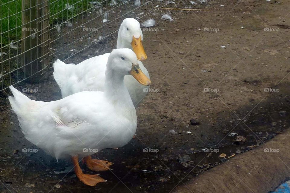2 white ducks