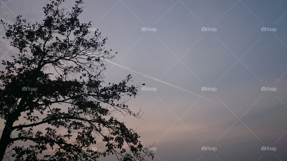 A tree in the forest with a cloudy sky in the background