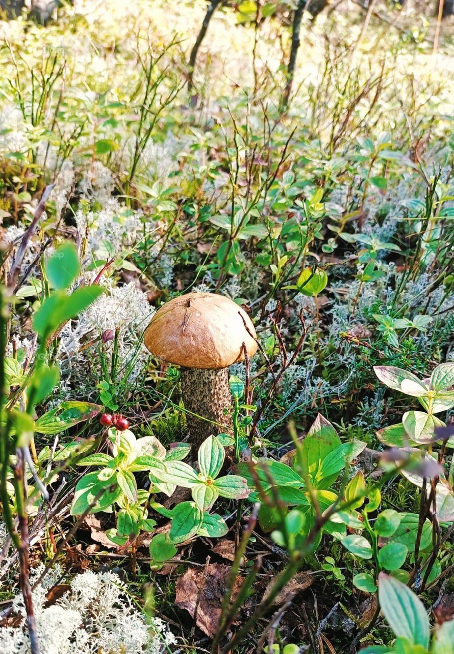 boletus