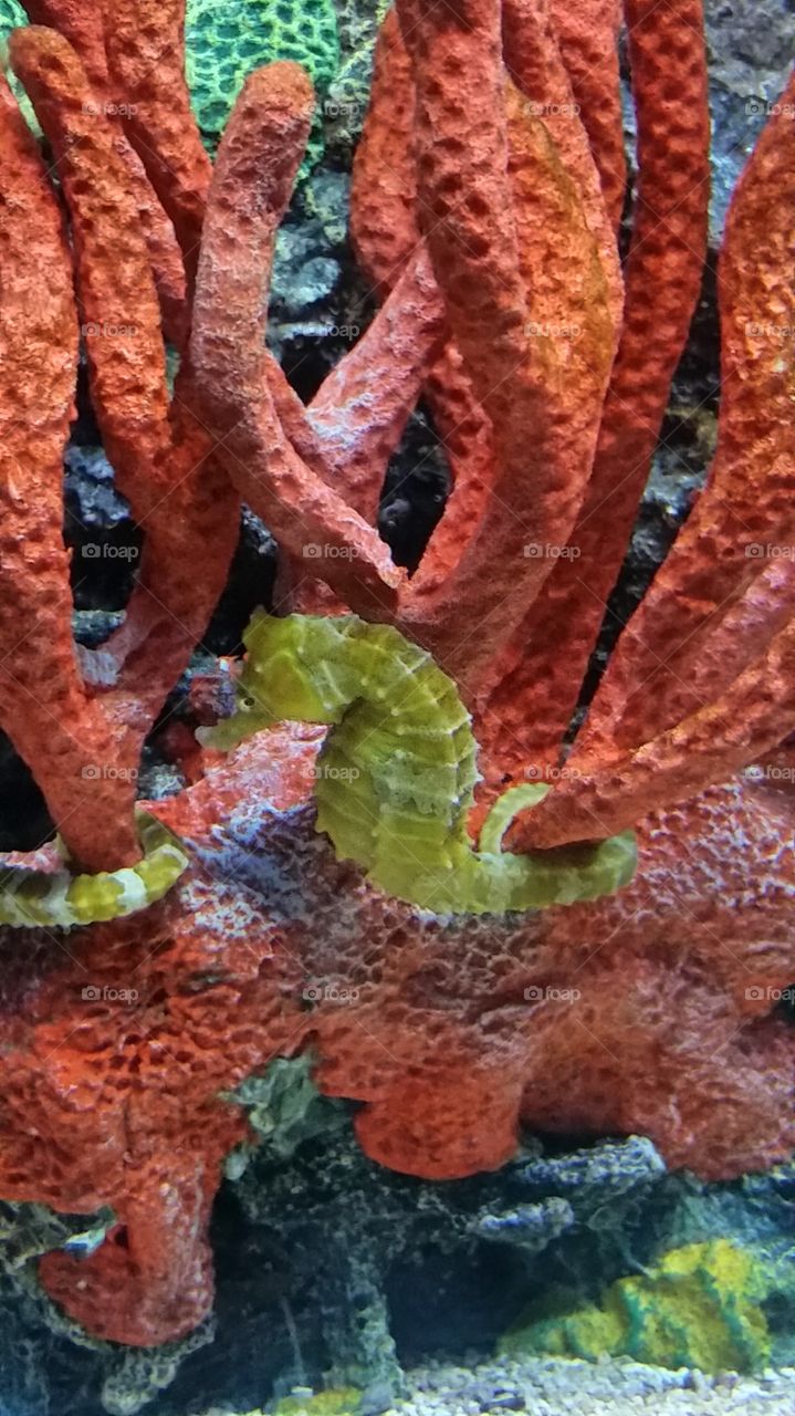 sea horse. Minneapolis conservatory 