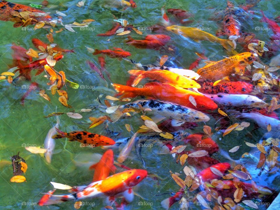 Sunny koi
