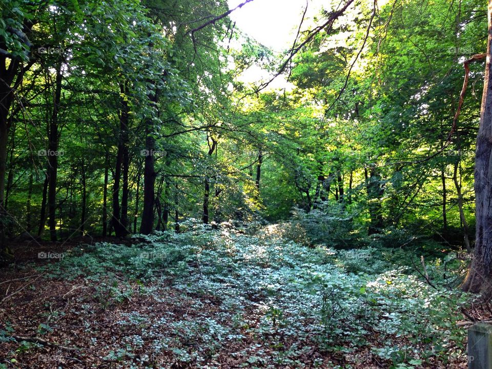 Nature, forest, tree