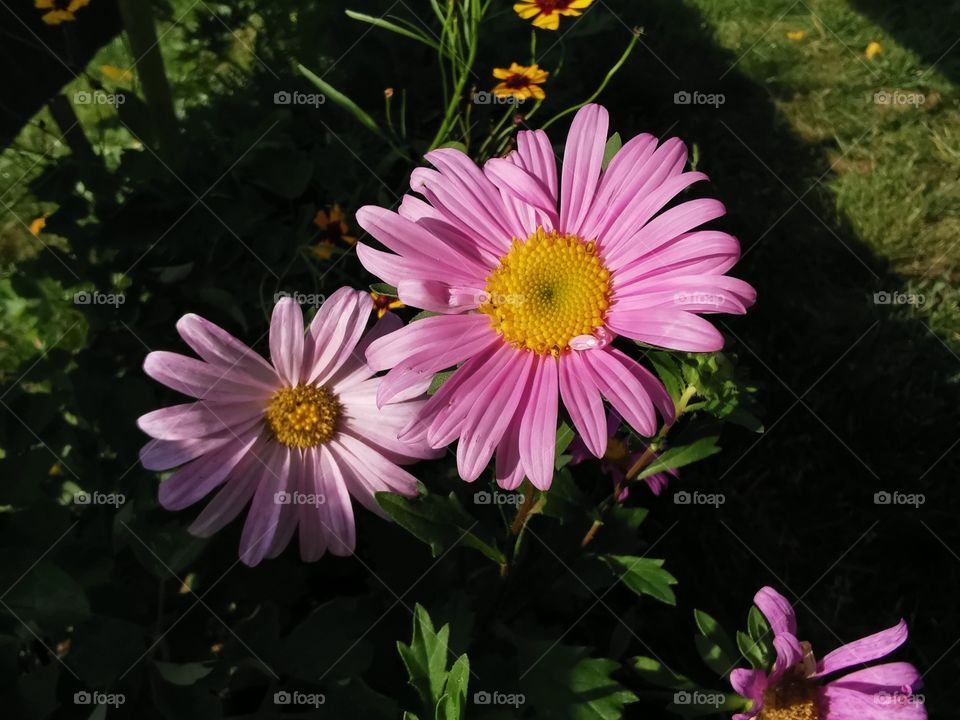 Blüten am Gartenzaum