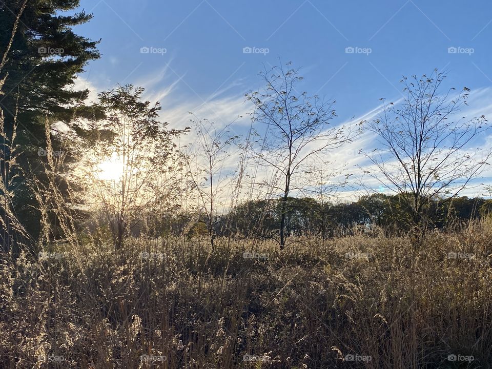 Beautiful walk through a meadow and woods