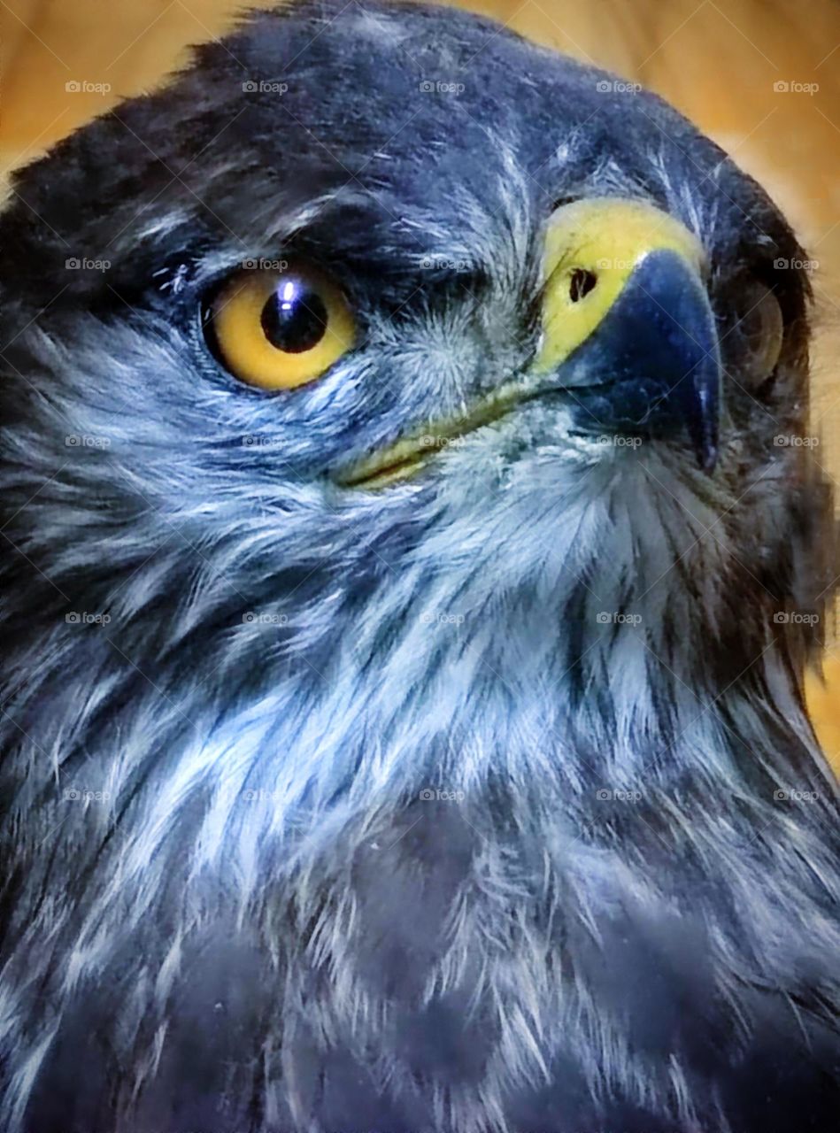 Animals.  Birds.  Hawk.  Close-up of a hawk with a proud and arrogant look