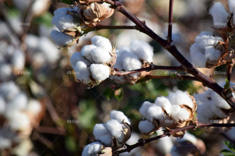 Cotton is ready for harvest in early fall (in Arizona)