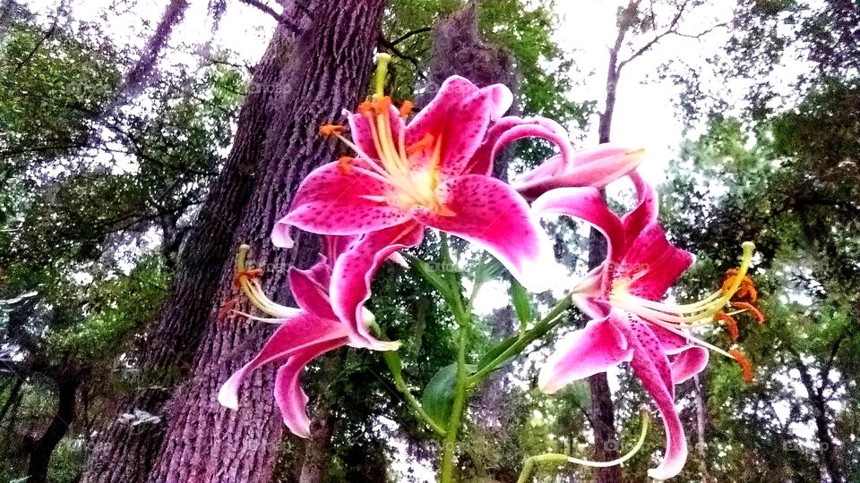 Lilies in bloom