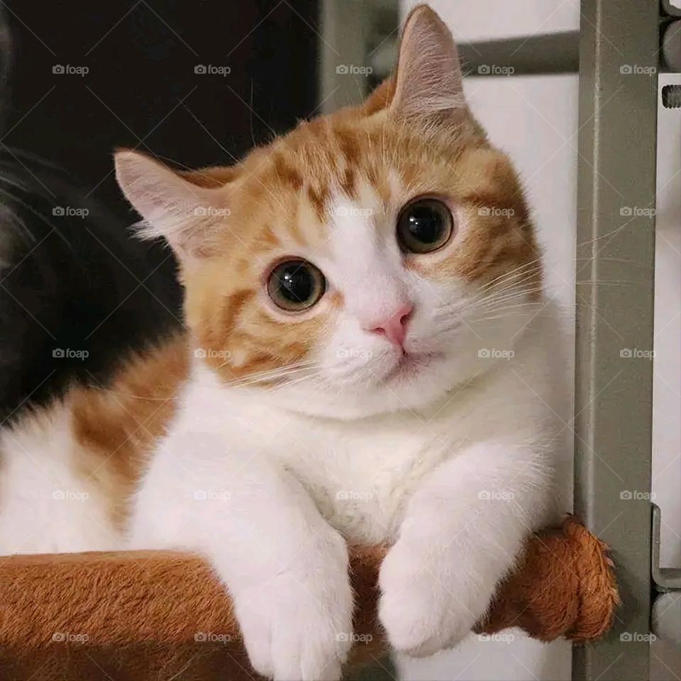 A very beautiful picture, and there is no better picture than it. There is no better picture of green herbs and colorful, red and white roses than it. Glory be to God, the natural and picturesque view, and there is no more