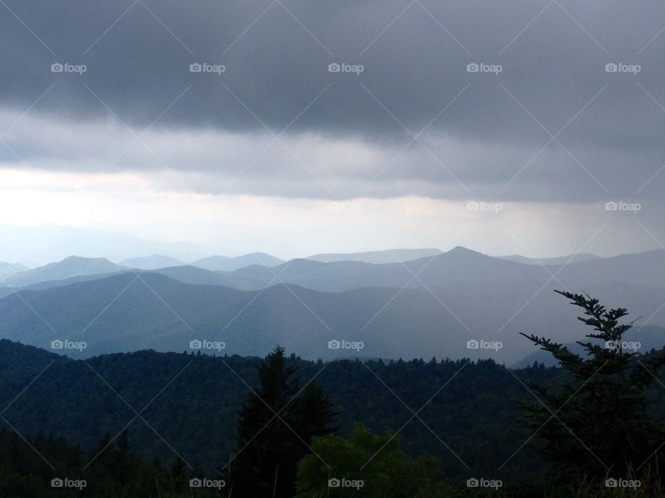 Scenic view of forest in rainy season