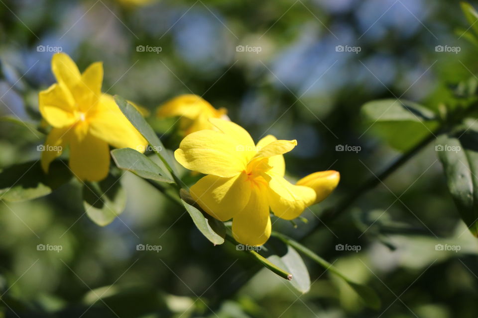 Flower at the botanical garden 