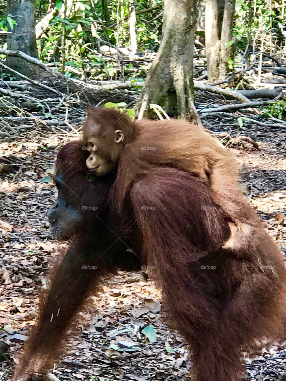 Orang utan