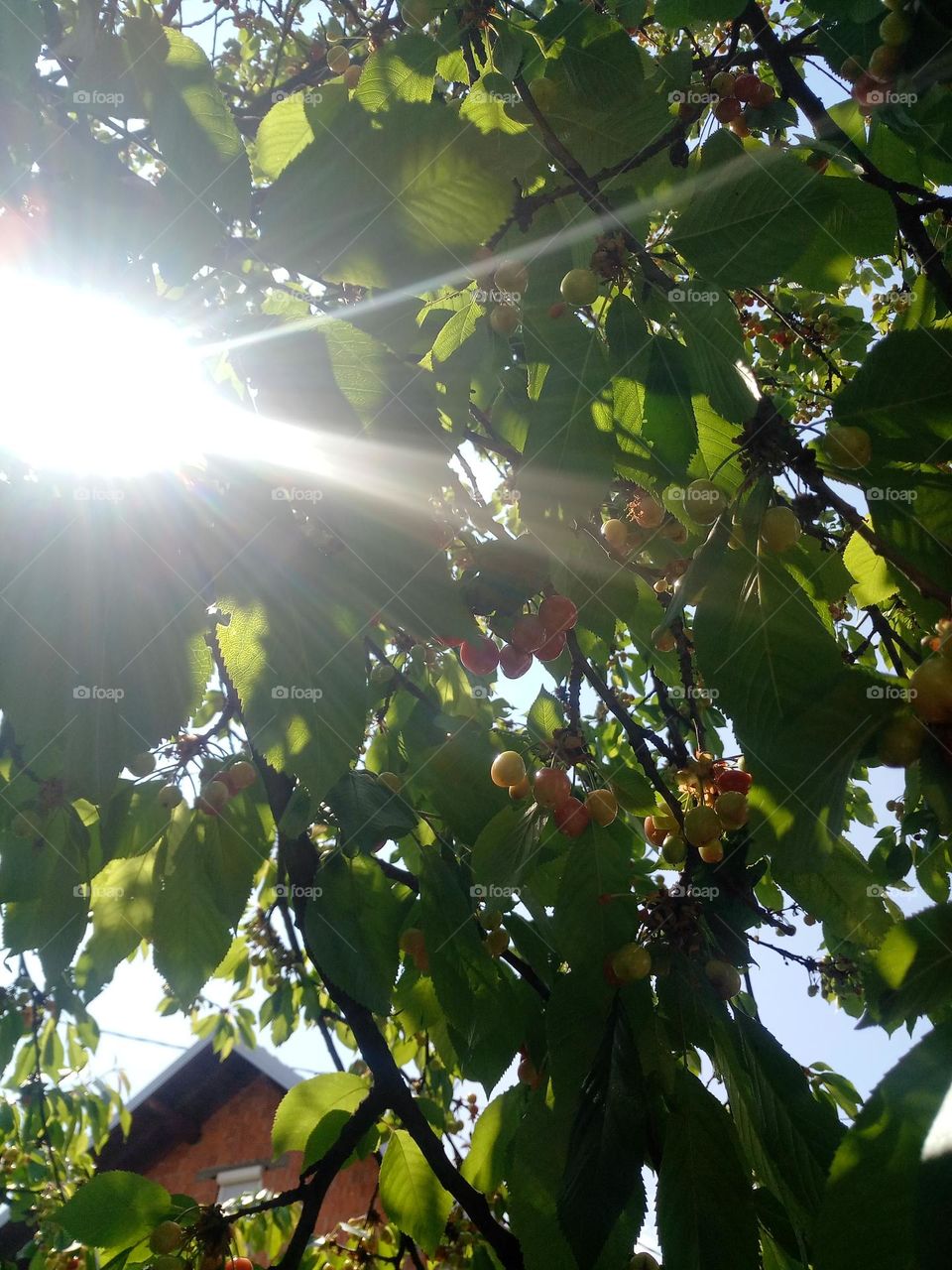 cherries plant and sun