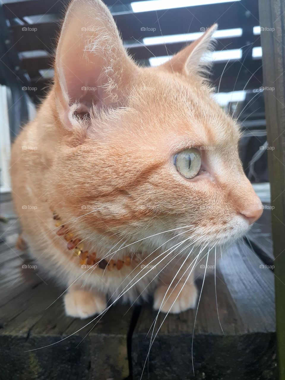 Tabby Cat Lookout