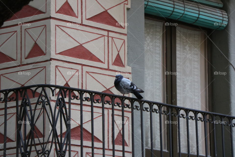 Pigeon on the balcony of an old building , geometric shapes on the walls and green blinds popping up on the door