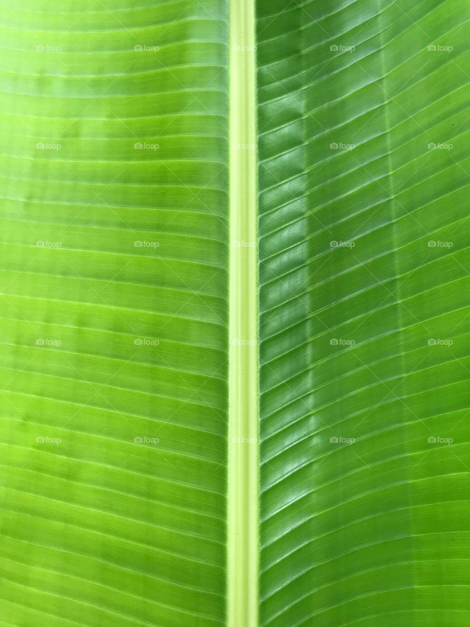 Close up of green banana leaf.