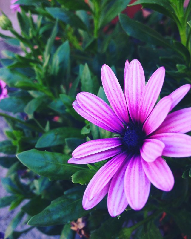 Pinky
