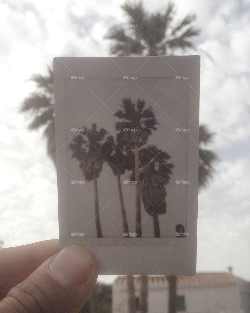 Polaroid palmtrees