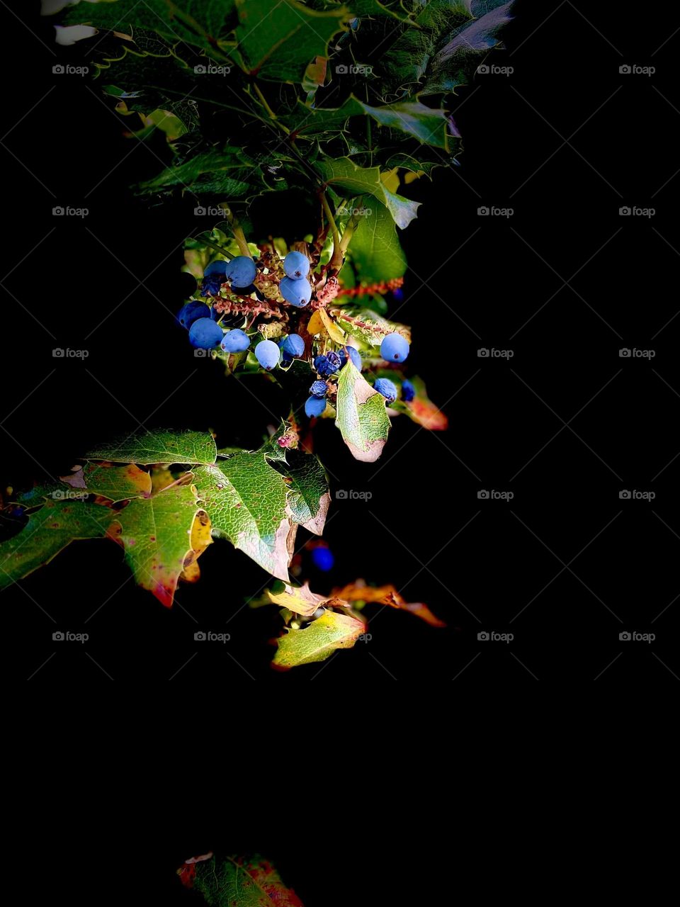 Abstrakt Fruit composition