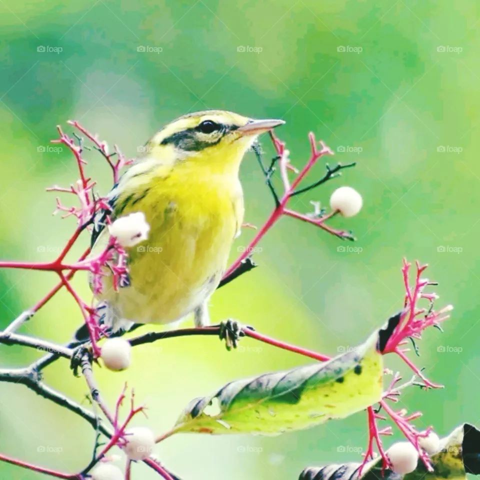 bird