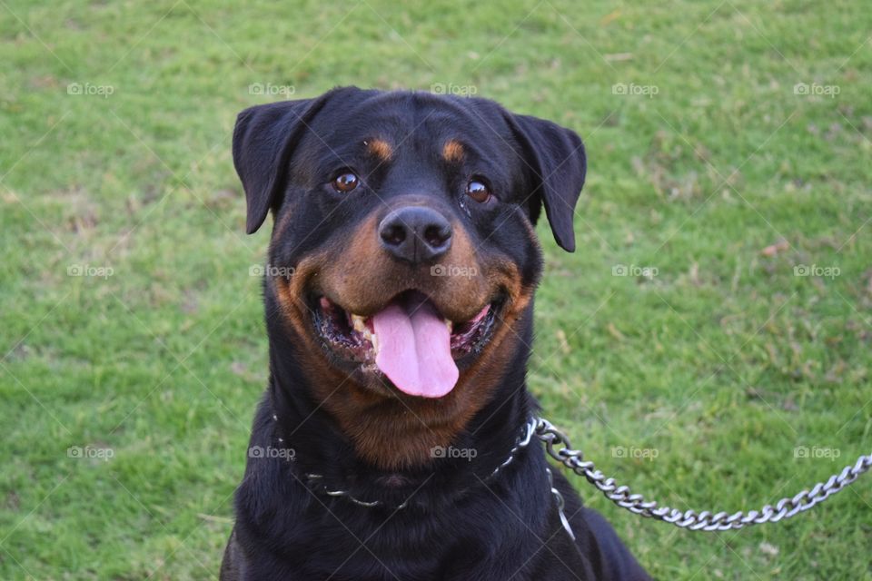 Close-up of a dog sticking out tongue