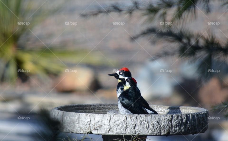 Acorn woodpeckers