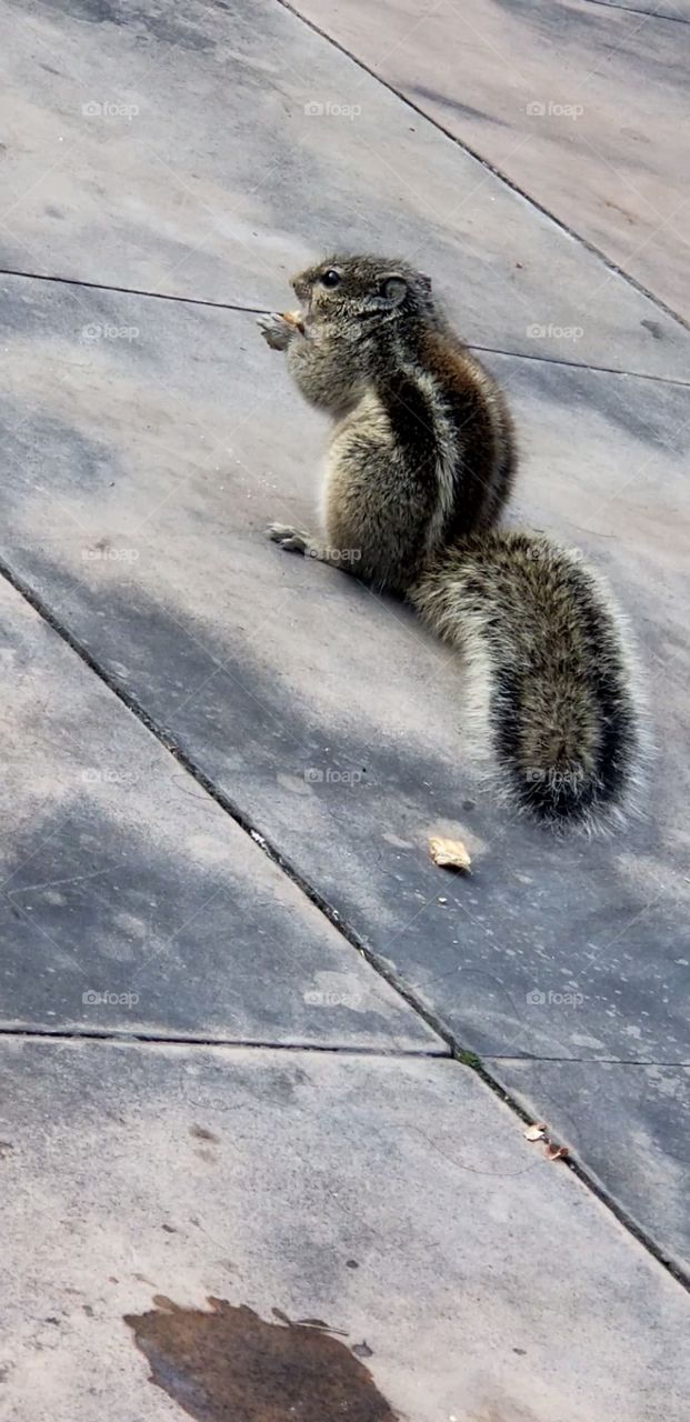 Squirrel