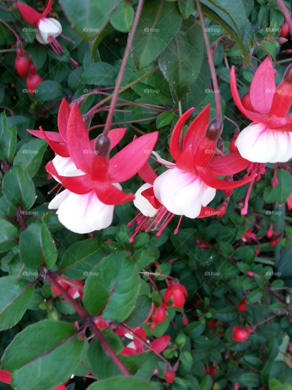 delicate. red and white