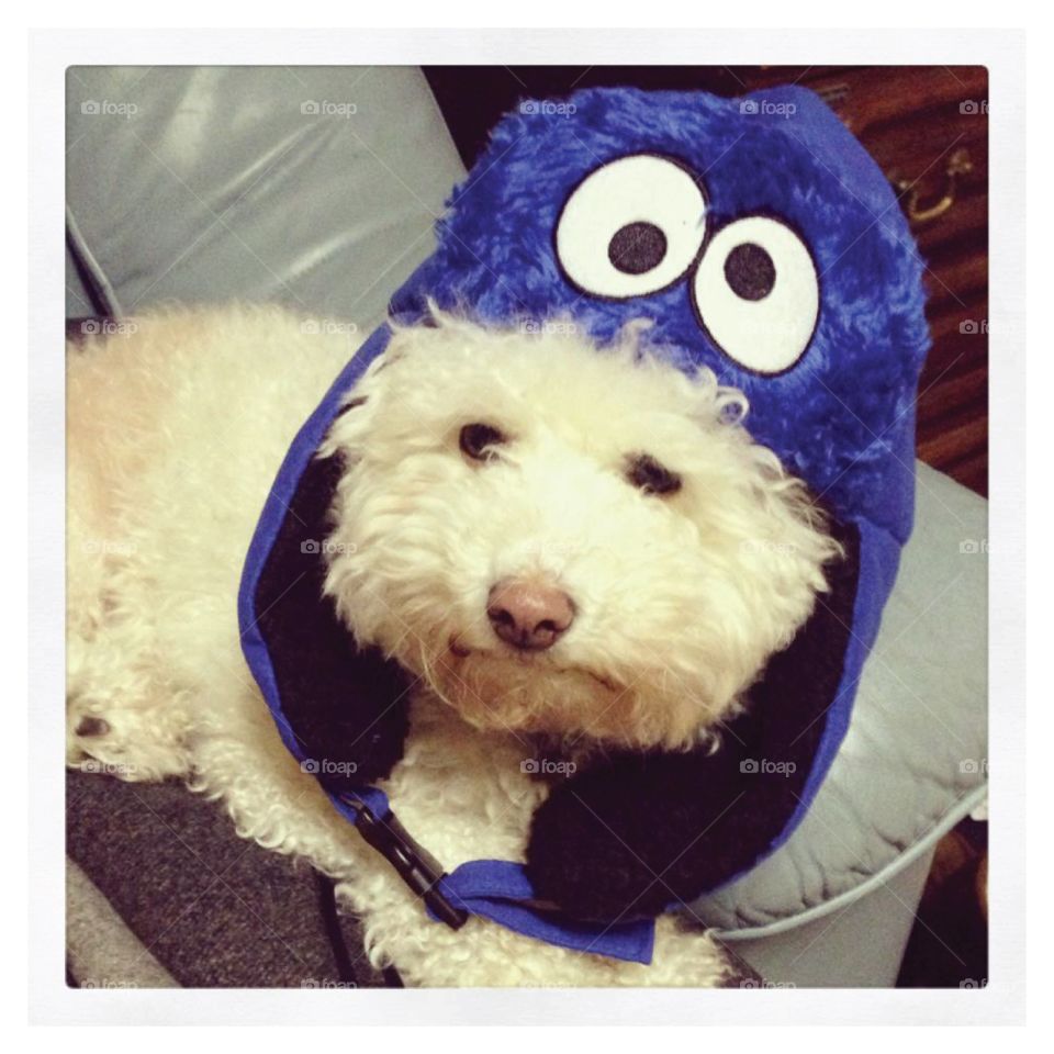 Dog in Cookie Monster hat!