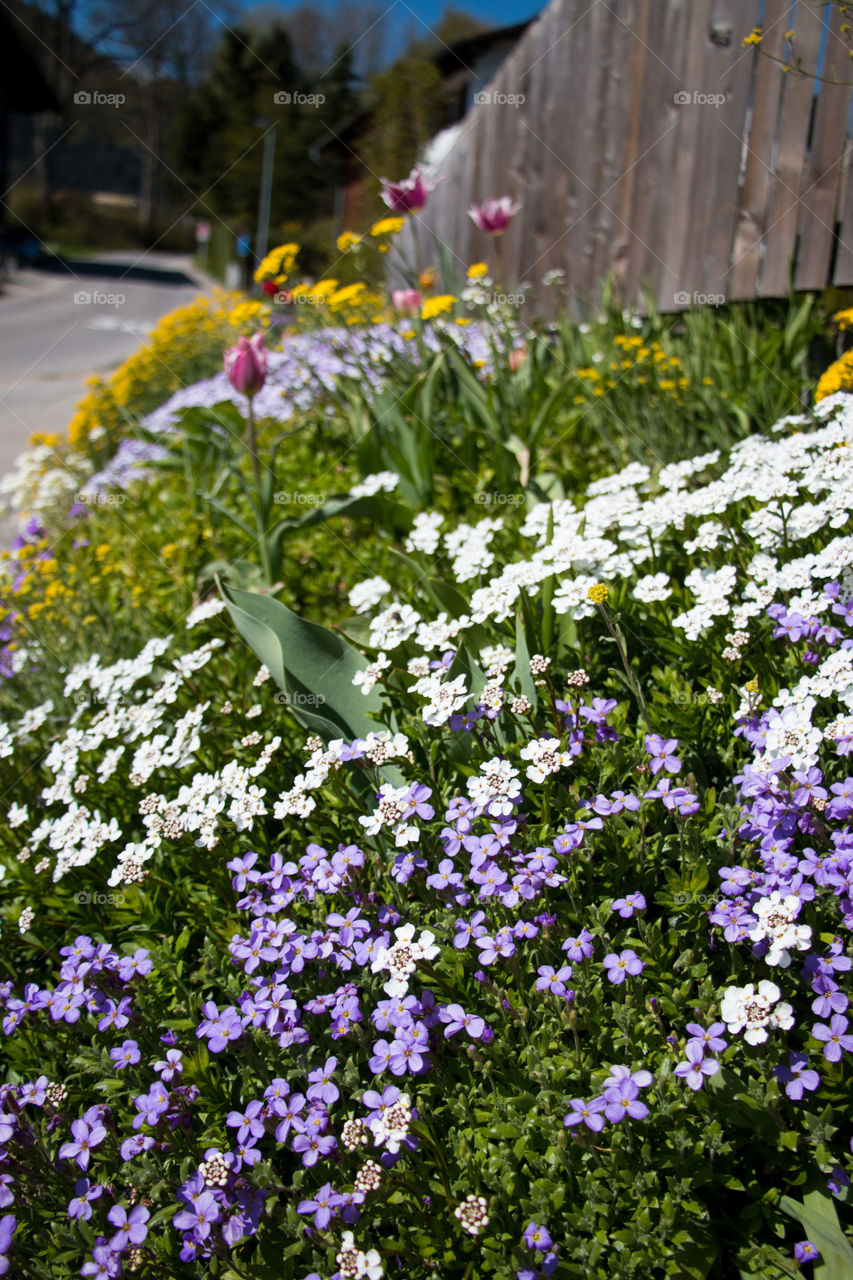 Close-up of flowers